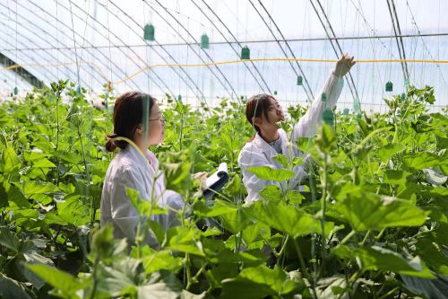 科技小院模式為江蘇農業農村高質量發展注入新動力