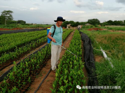 臨高昌江等地服務(wù)站專家送技術(shù)送到百姓身邊