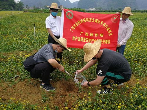廣西熱作所農(nóng)產(chǎn)品質(zhì)量安全產(chǎn)業(yè)科技先鋒隊到馬山縣開展科技服務(wù)