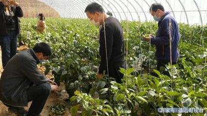 靖遠(yuǎn):“三區(qū)”人才科技服務(wù)助力打贏脫貧攻堅(jiān)戰(zhàn)