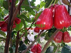 廣西哪里有蓮霧果賣(mài),廣西實(shí)惠的天紅二號(hào)蓮霧果供應(yīng),廣西哪里有蓮霧果賣(mài),廣西實(shí)惠的天紅二號(hào)蓮霧果供應(yīng)生產(chǎn)廠家,廣西哪里有蓮霧果賣(mài),廣西實(shí)惠的天紅二號(hào)蓮霧果供應(yīng)價(jià)格