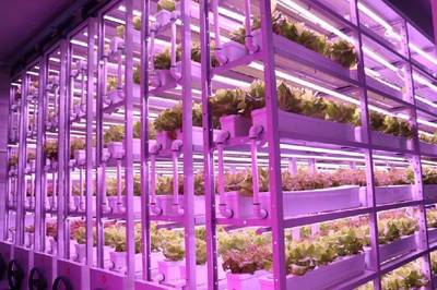 農業高科技助力卡塔爾世界杯,中國植物工廠成功“出圈”